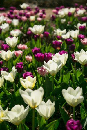 Myriad Botanical Gardens